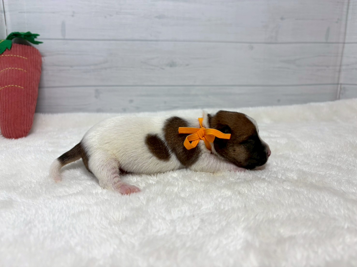 赤ちゃん写真1-2