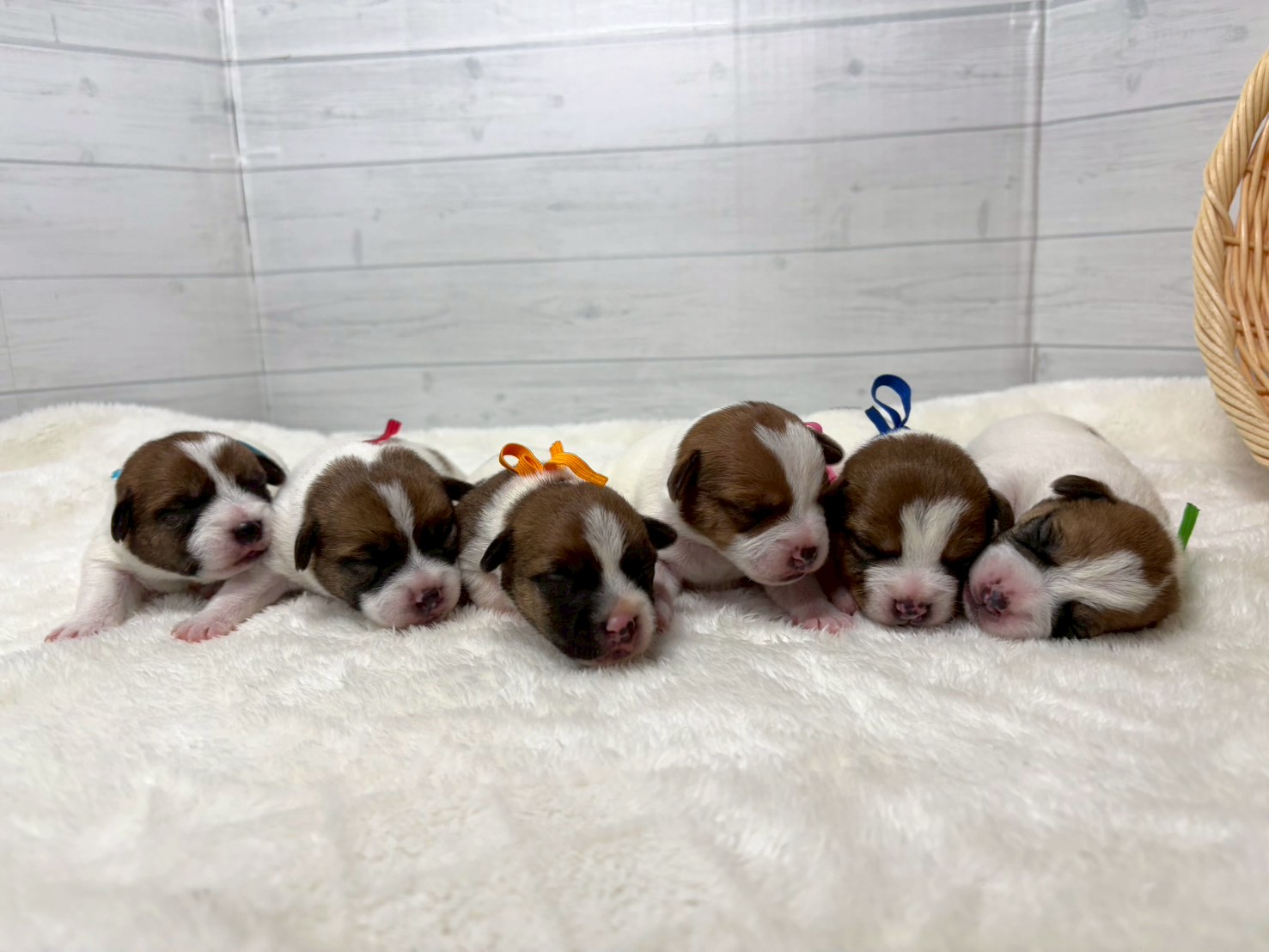 赤ちゃん写真1-3