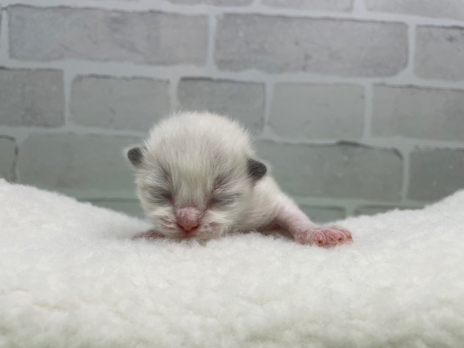 赤ちゃん写真1-1