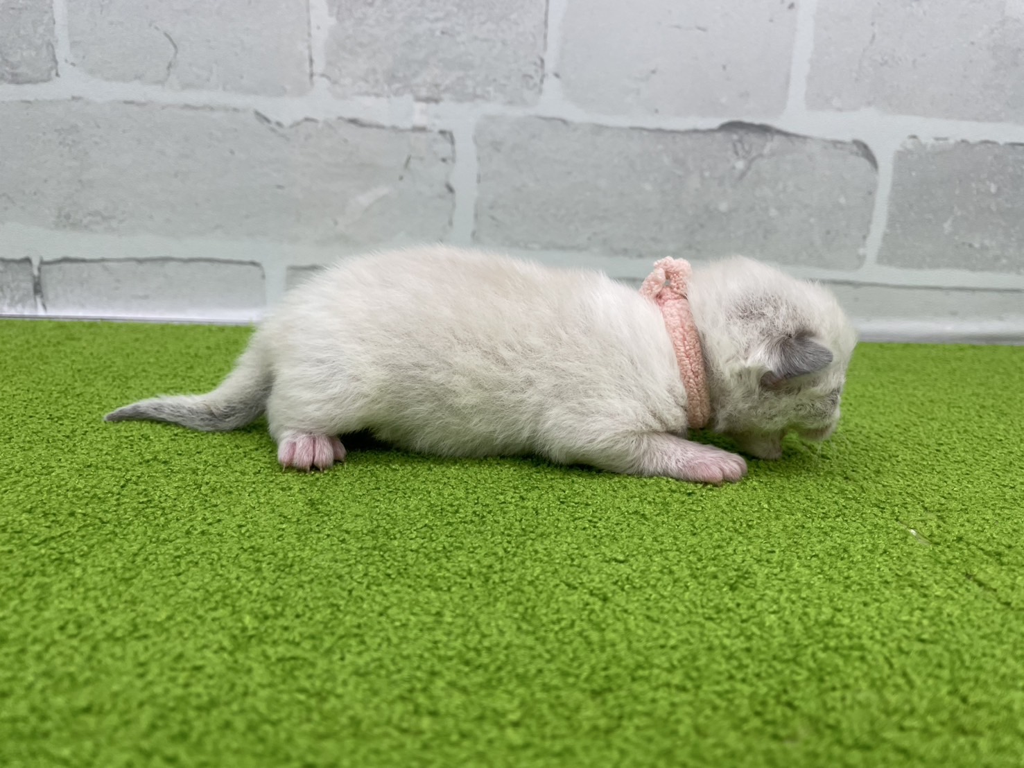 赤ちゃん写真1-2