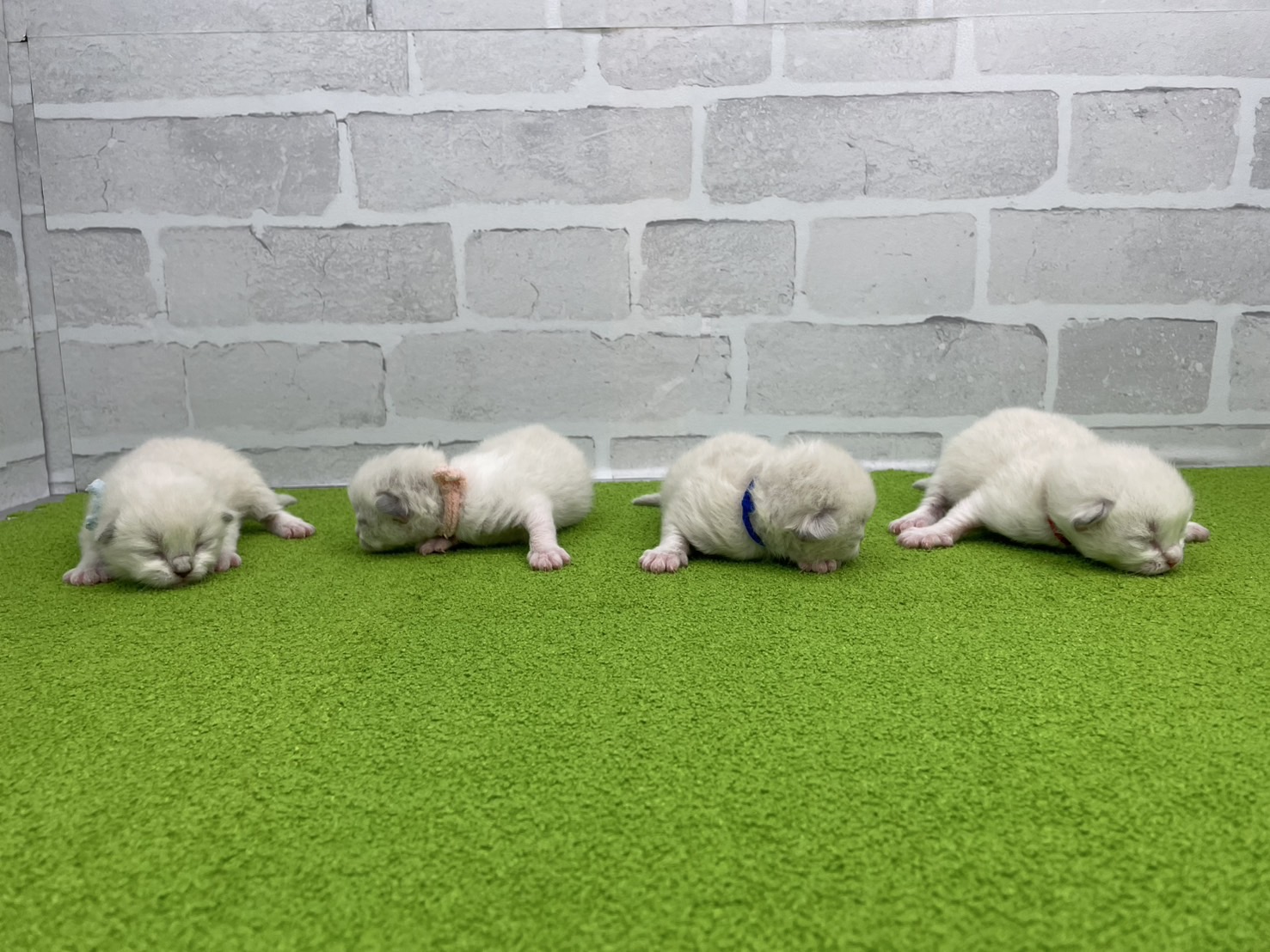 赤ちゃん写真1-3