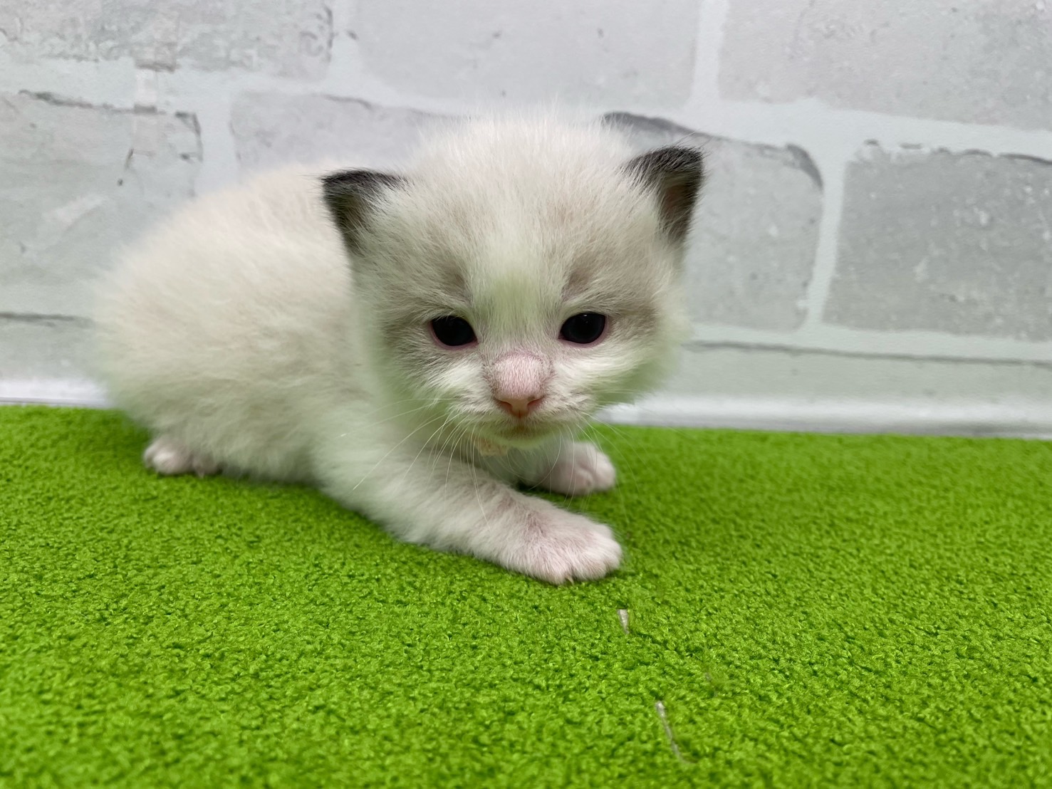 赤ちゃん写真2-1