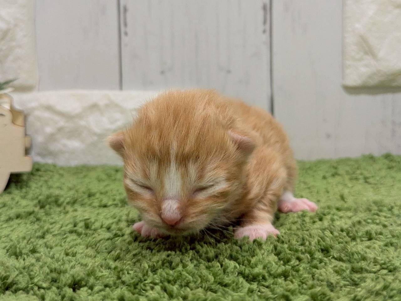 赤ちゃん写真1-1