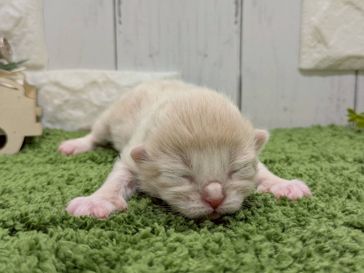 赤ちゃん写真1-1