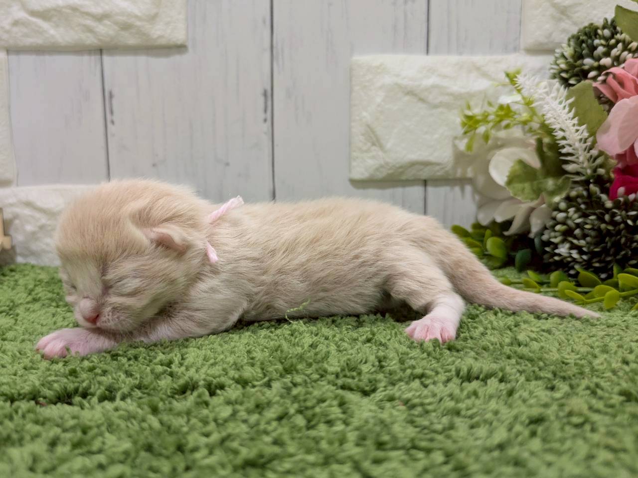 赤ちゃん写真1-2