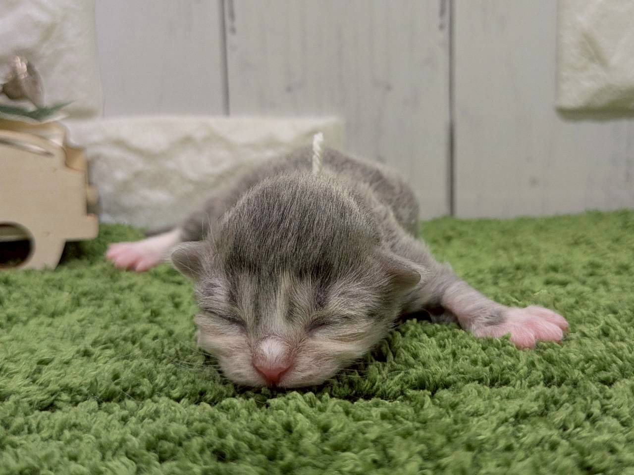 赤ちゃん写真1-1