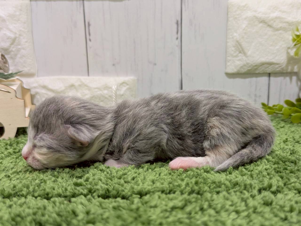 赤ちゃん写真1-2
