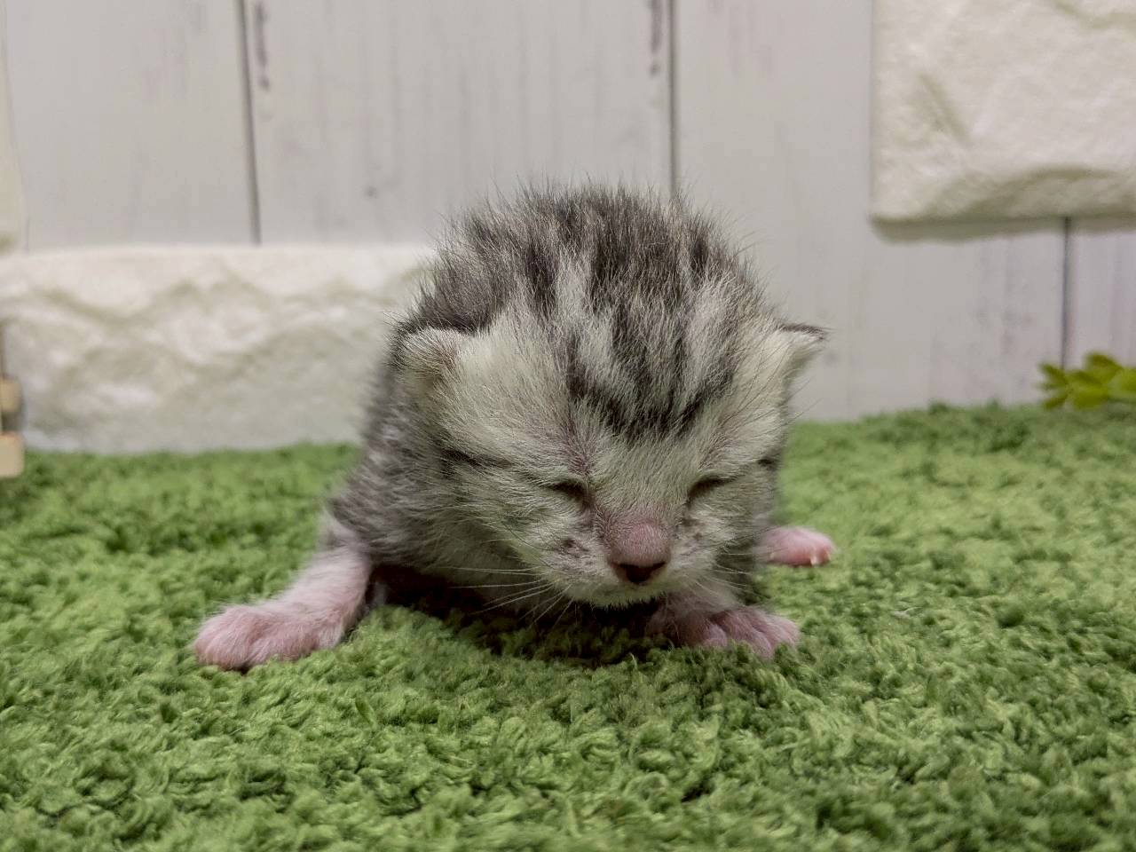 赤ちゃん写真1-1
