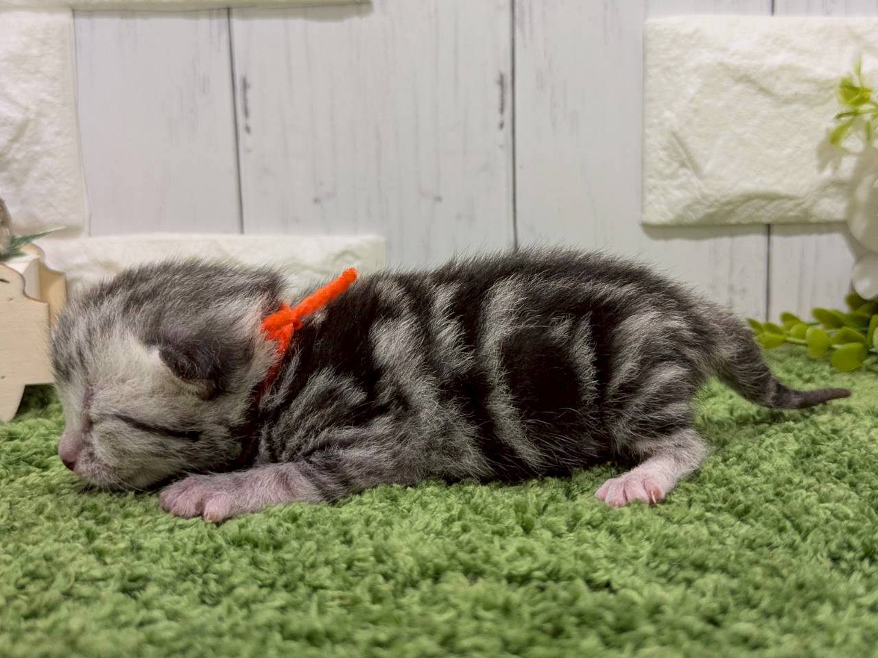 赤ちゃん写真1-2