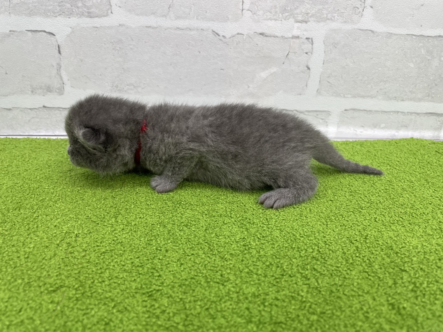 赤ちゃん写真1-2