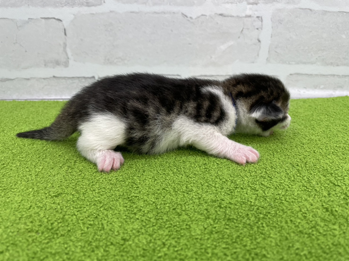 赤ちゃん写真1-2