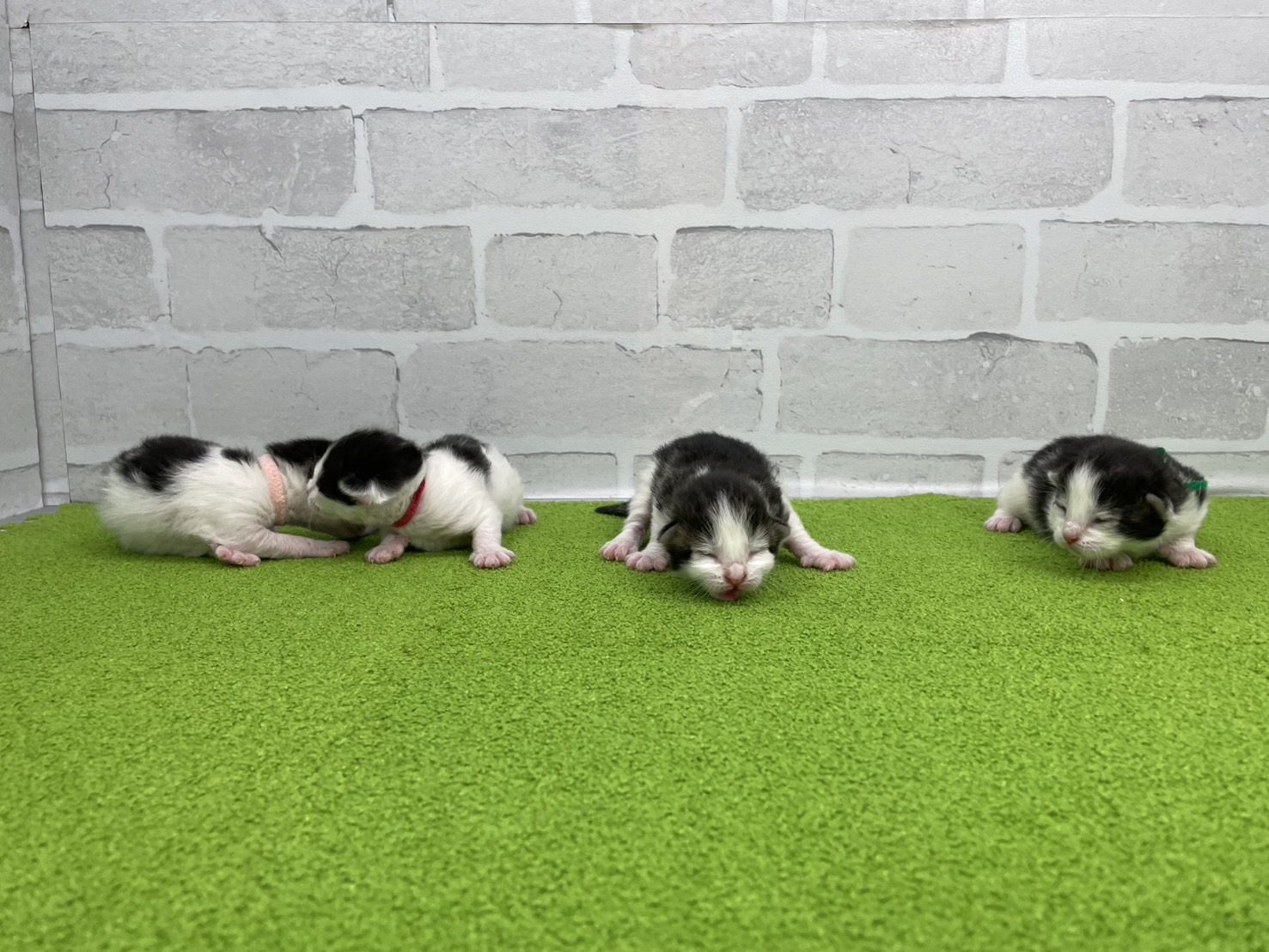 赤ちゃん写真1-3