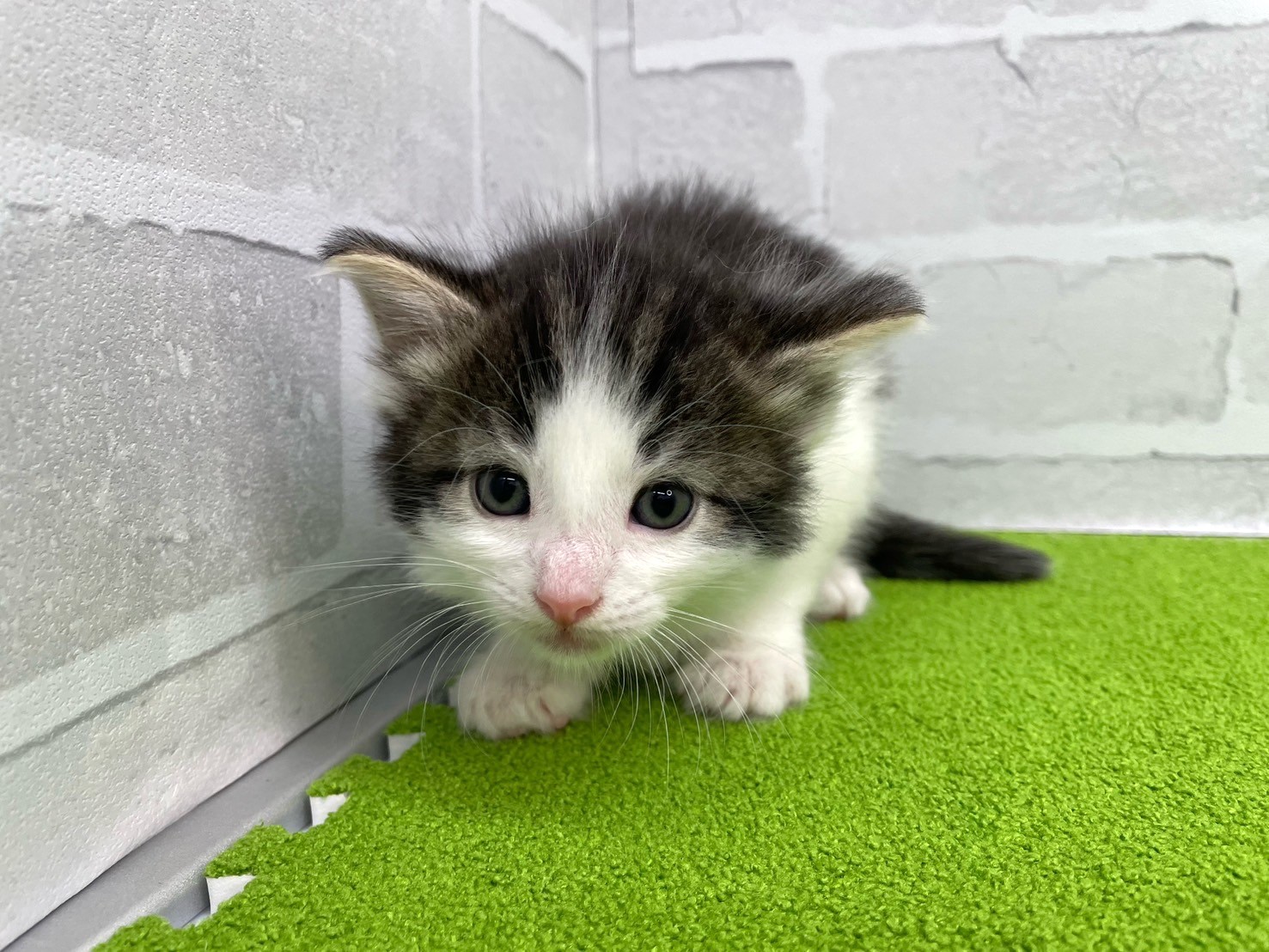 ノルウェージャン・フォレストキャット