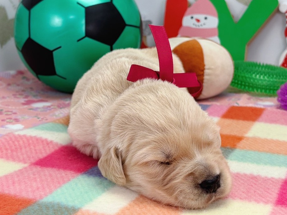 ゴールデン・レトリバー