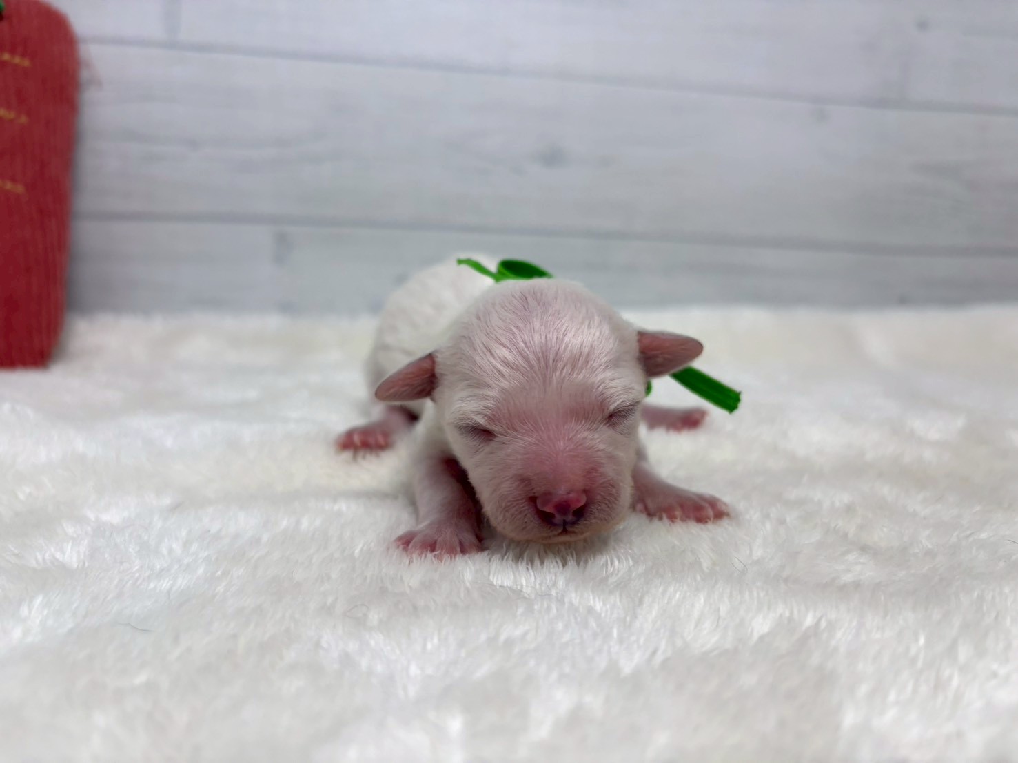 赤ちゃん写真1-1