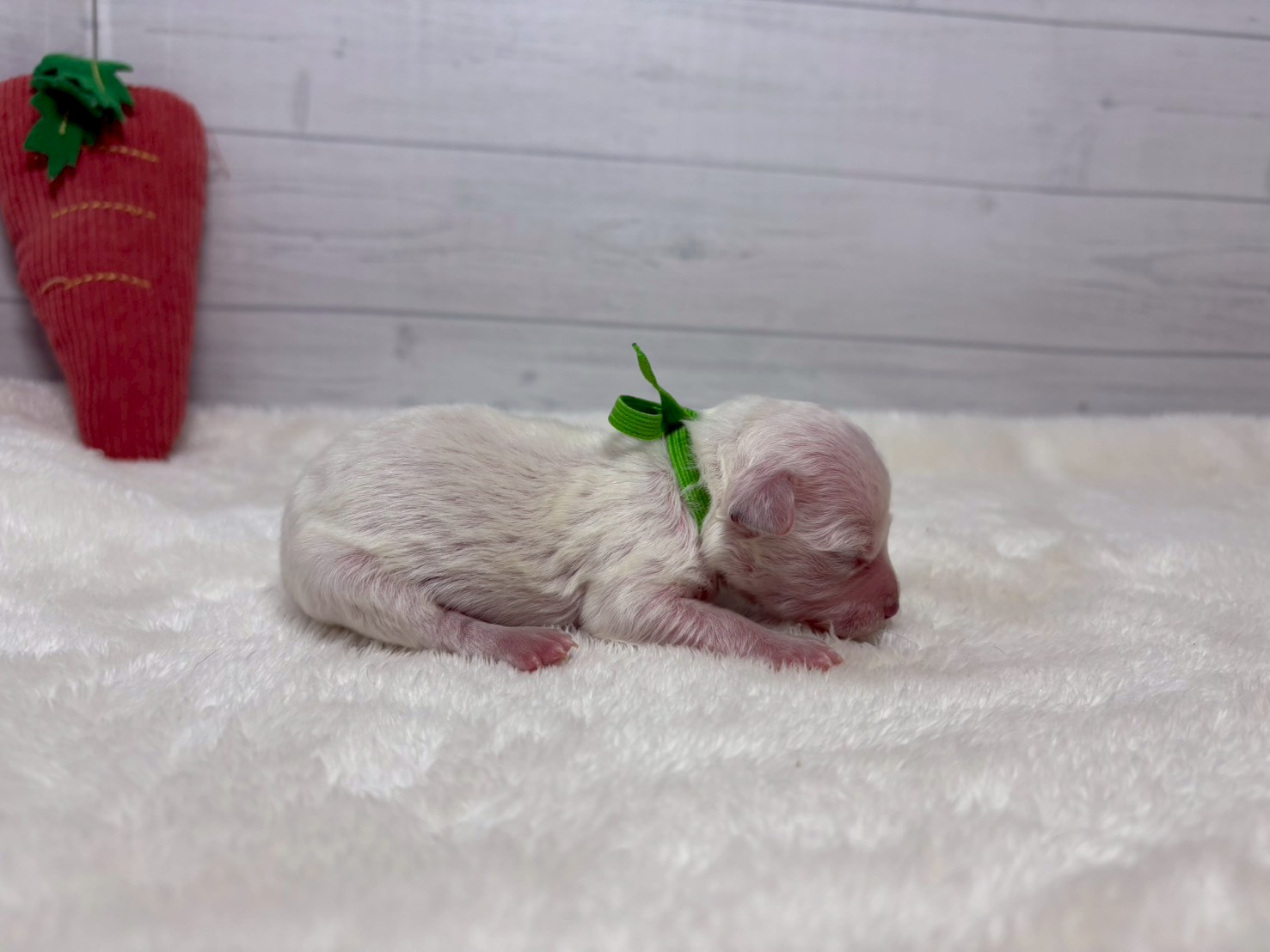 赤ちゃん写真1-2