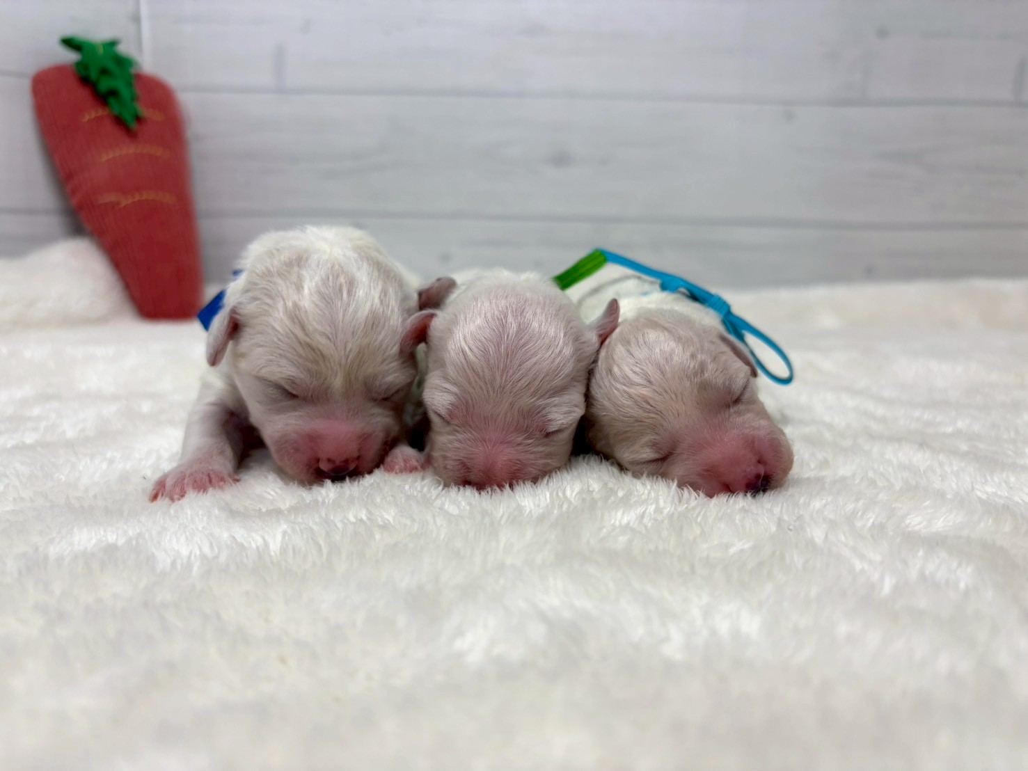 赤ちゃん写真1-3