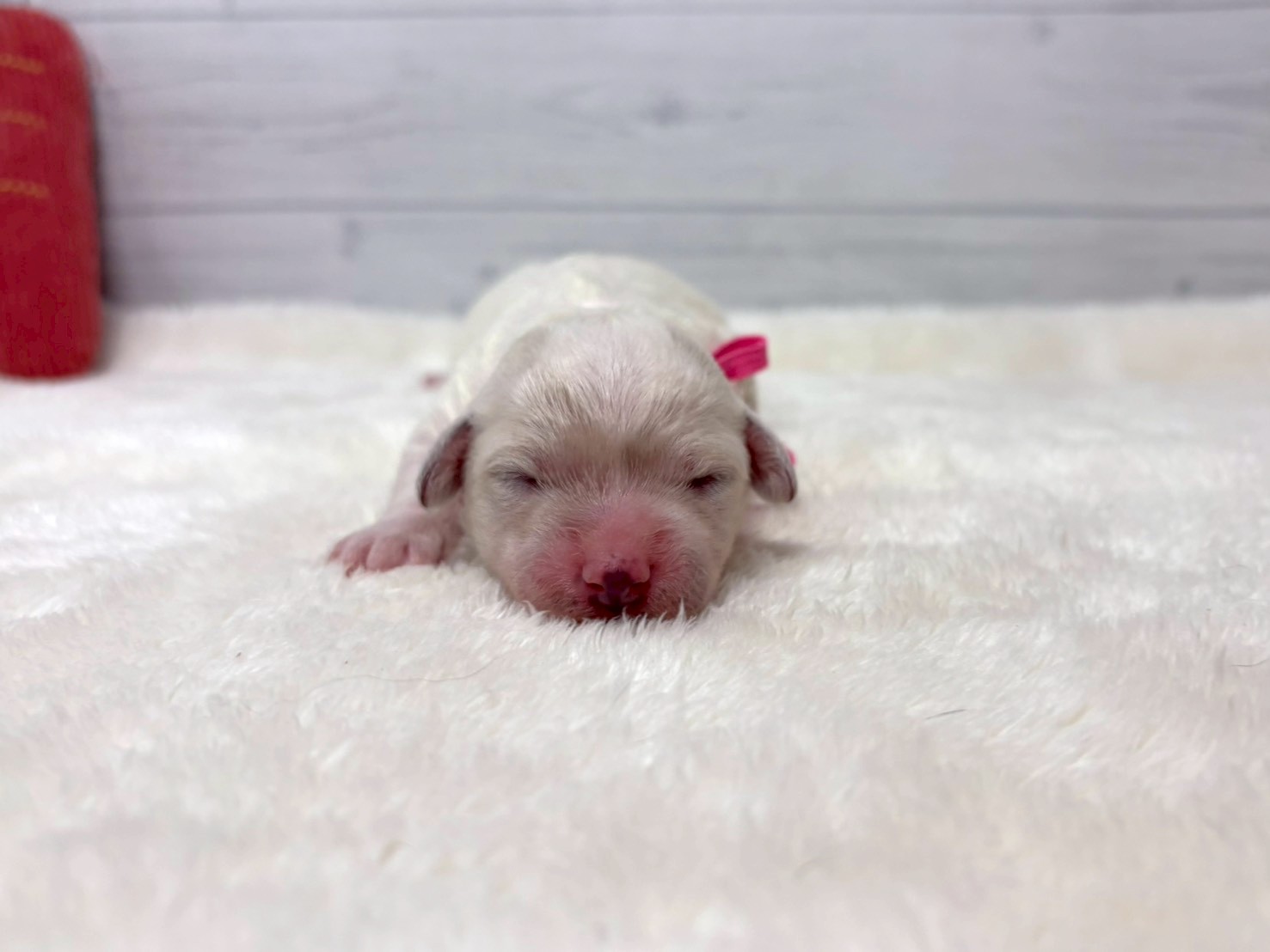 赤ちゃん写真1-1