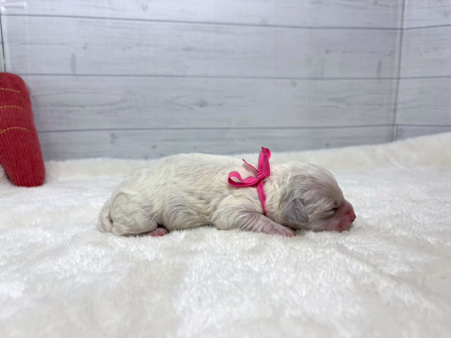 赤ちゃん写真1-2