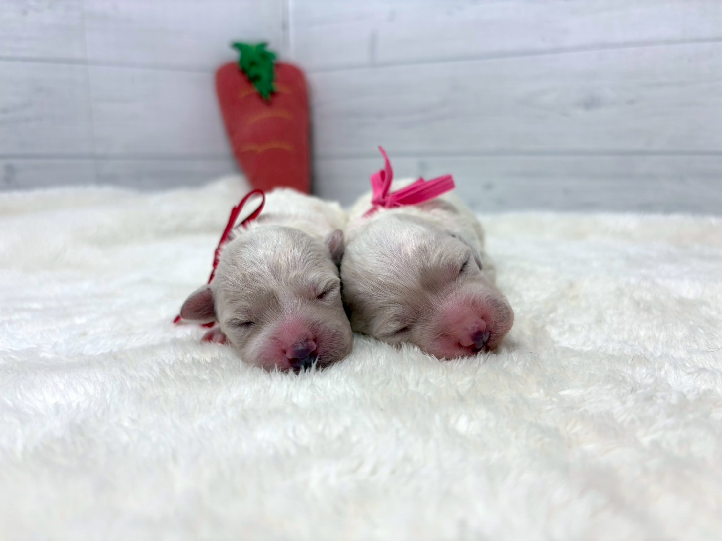 赤ちゃん写真1-3