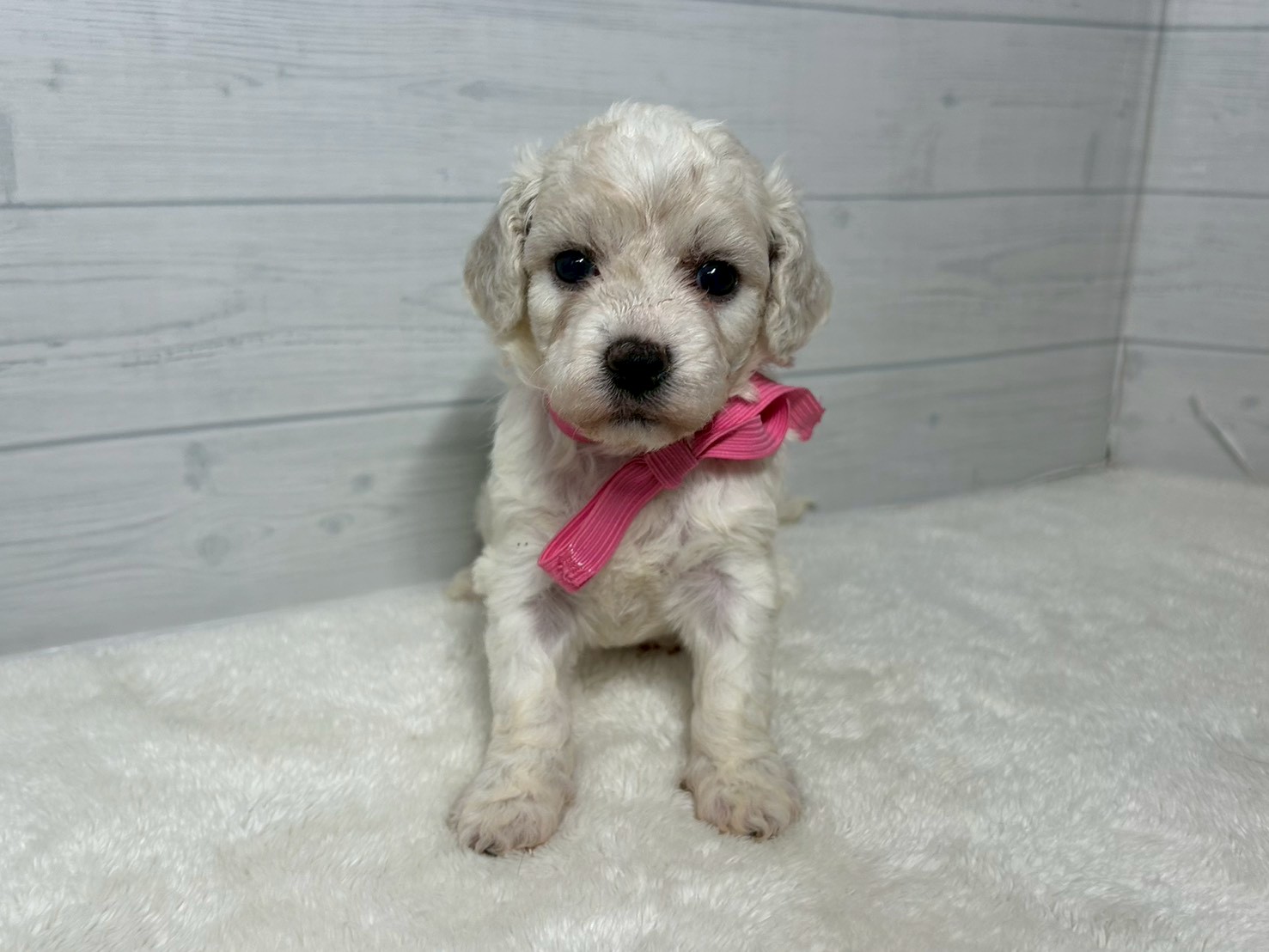 赤ちゃん写真2-1