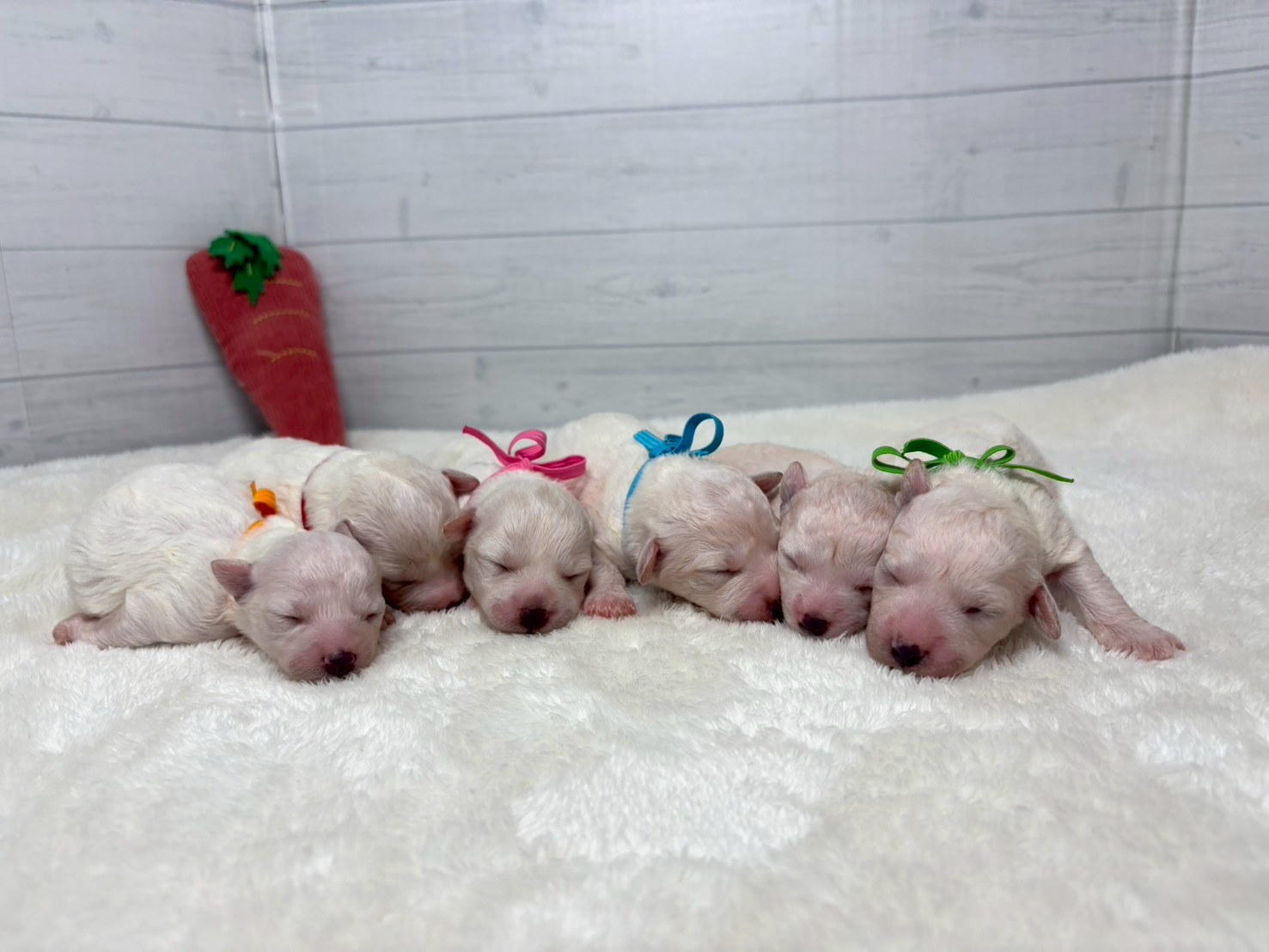 赤ちゃん写真1-3