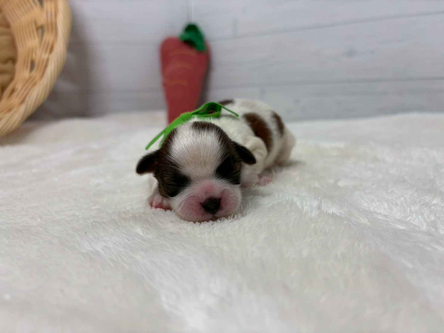 赤ちゃん写真1-1