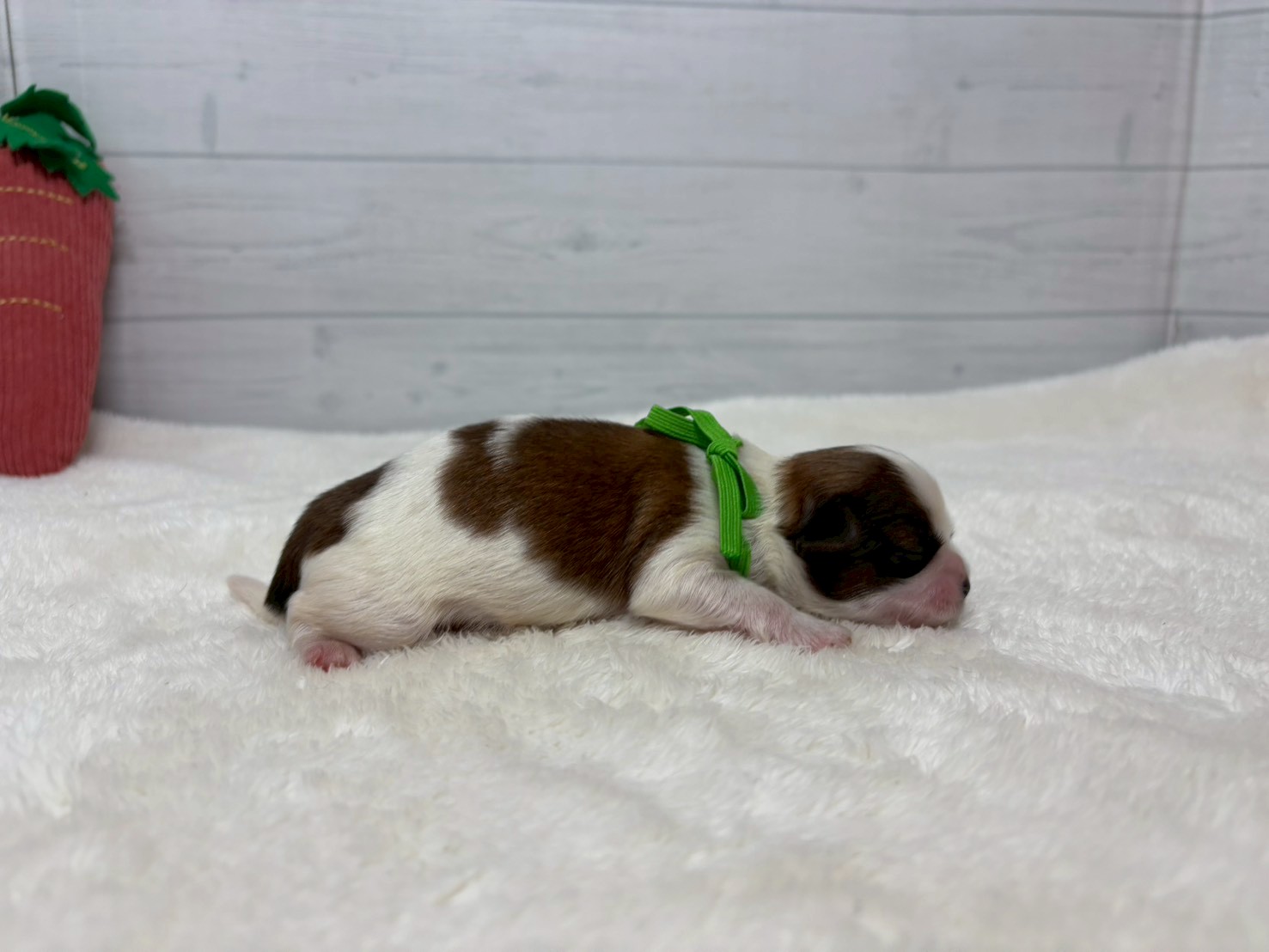 赤ちゃん写真1-2