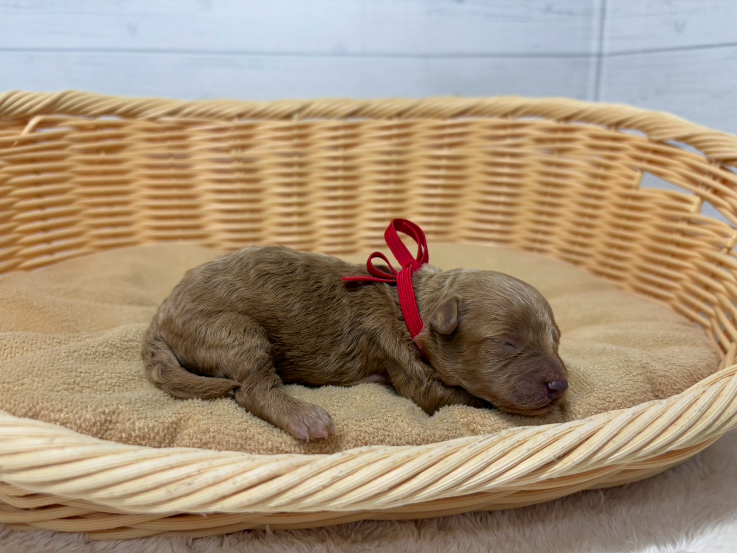 赤ちゃん写真1-2