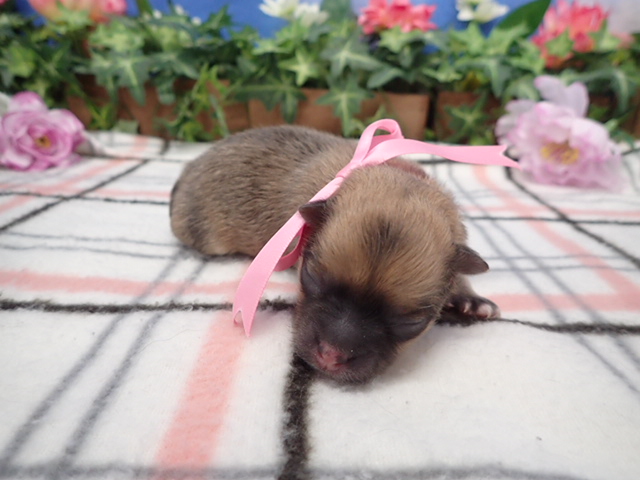 赤ちゃん写真1-1