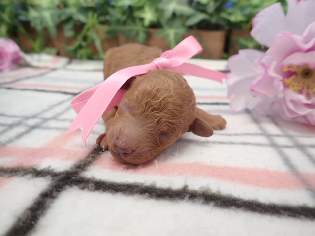 赤ちゃん写真1-1