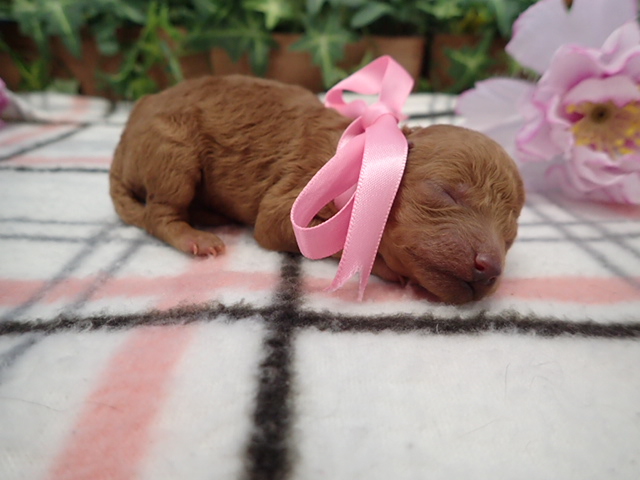 赤ちゃん写真1-2