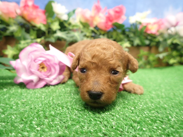 赤ちゃん写真2-1