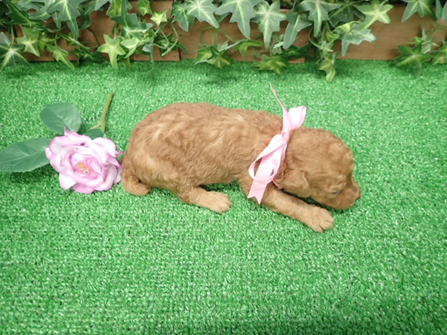 赤ちゃん写真2-3