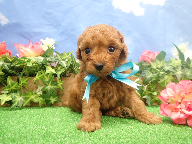 赤ちゃん写真3-1