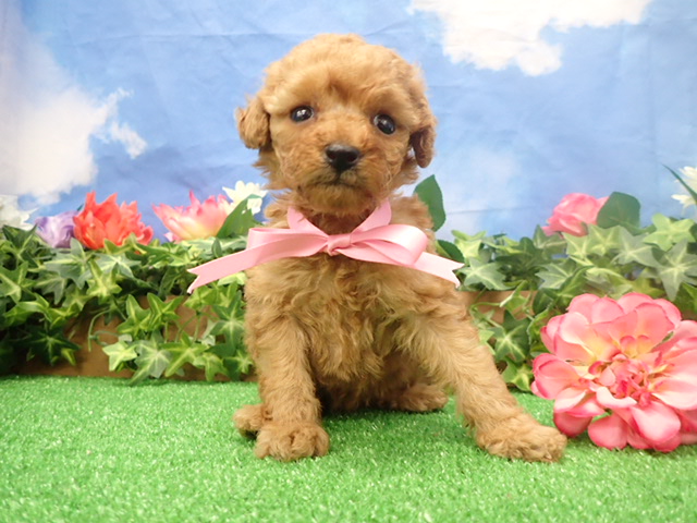 赤ちゃん写真3-1