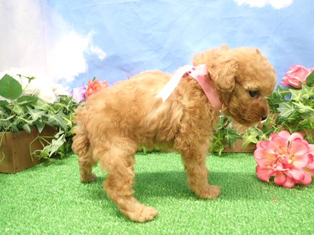 赤ちゃん写真3-2