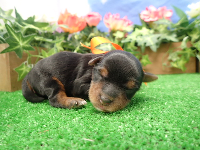 赤ちゃん写真1-1