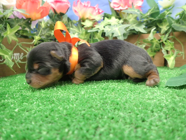 赤ちゃん写真1-2