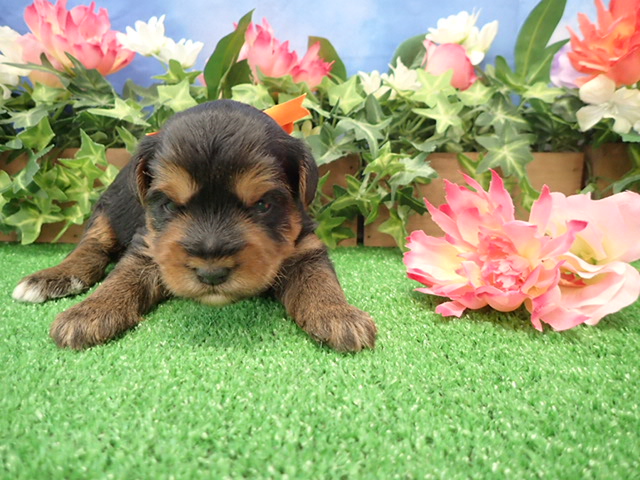 赤ちゃん写真2-1