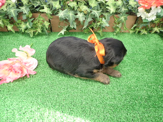 赤ちゃん写真2-3