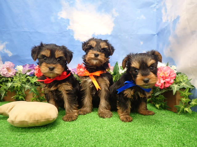 赤ちゃん写真3-3