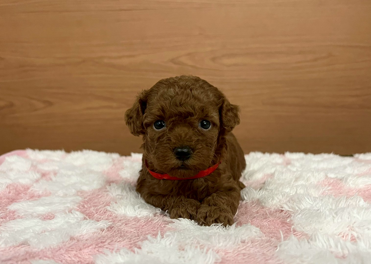 トイ・プードル