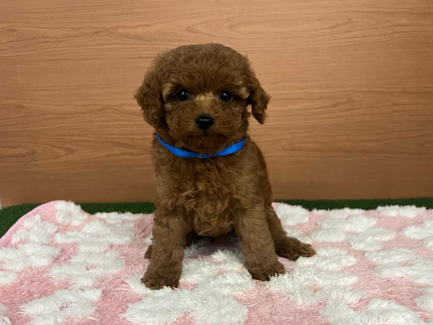 トイ・プードル