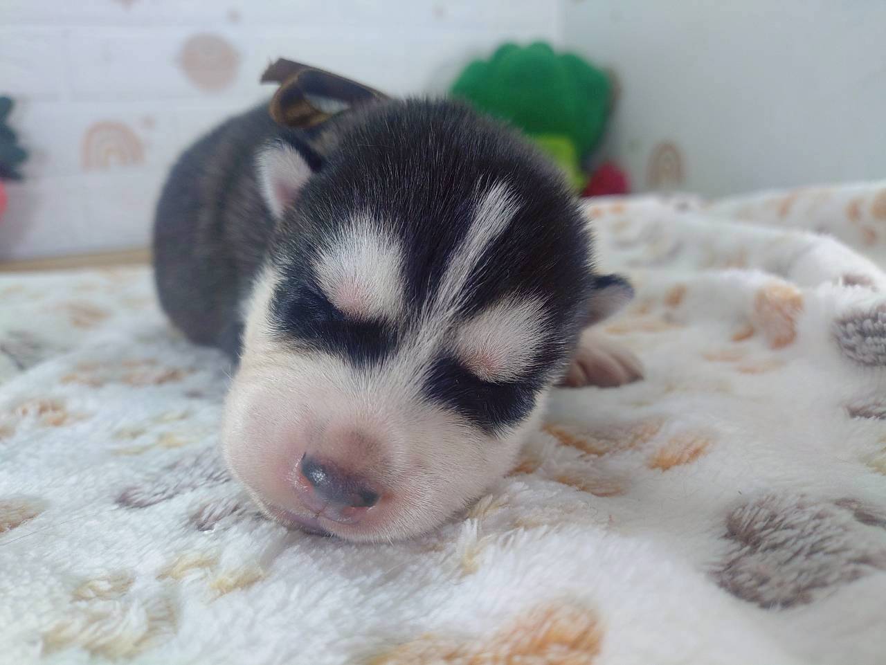 赤ちゃん写真1-1