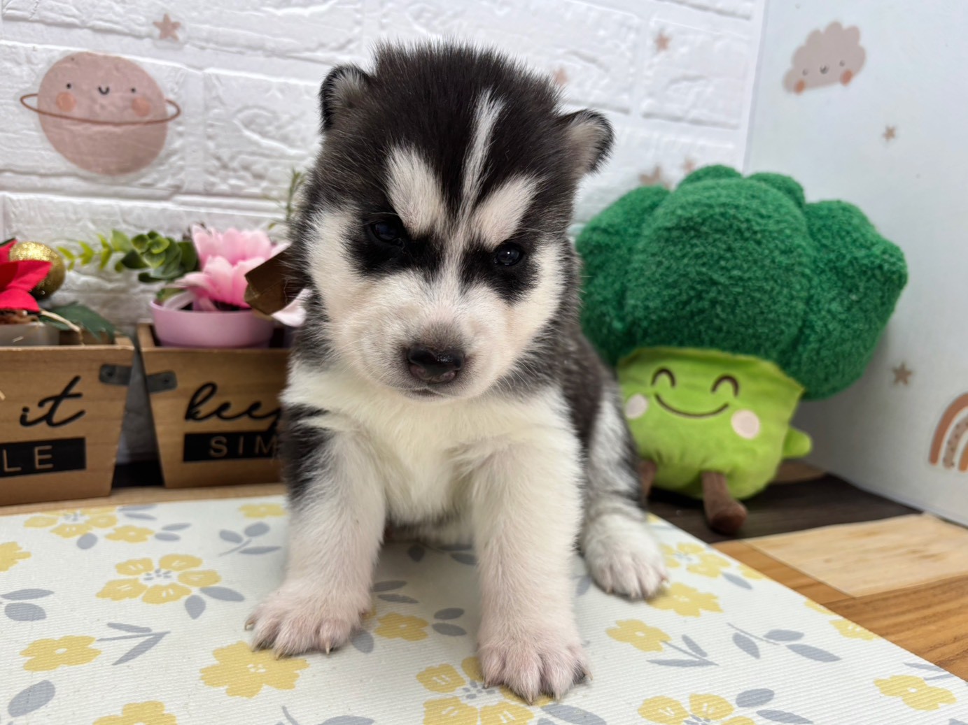 シベリアンハスキー