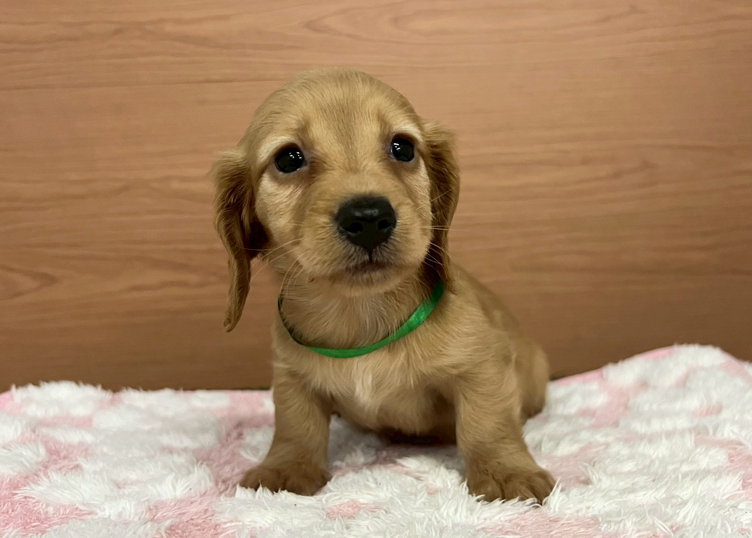 ミニチュア・ダックスフンド