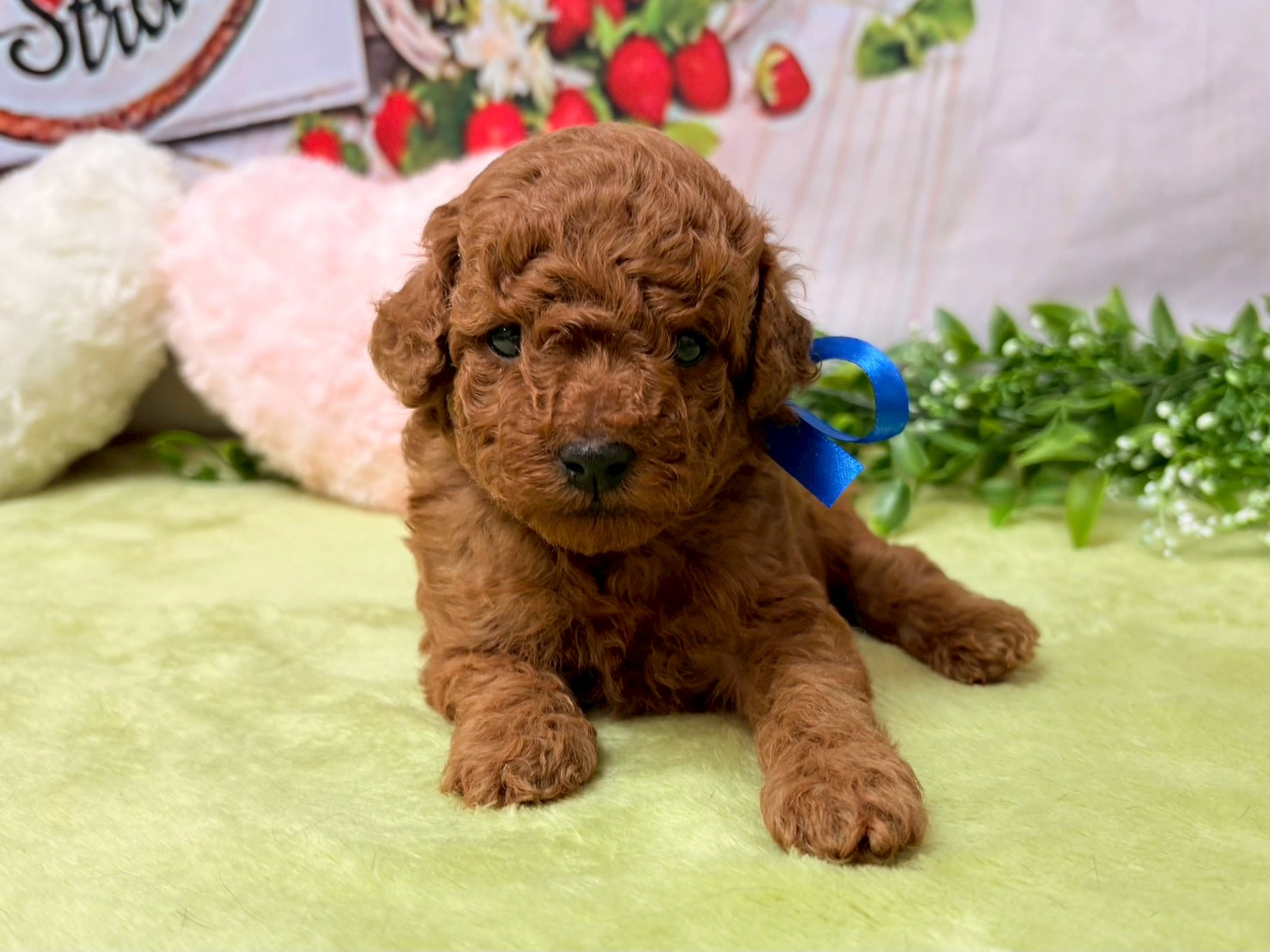 赤ちゃん写真2-1