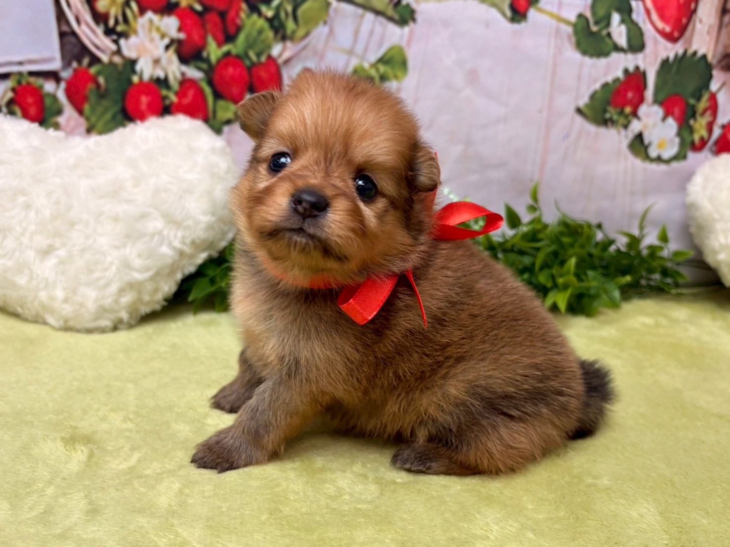 赤ちゃん写真2-2