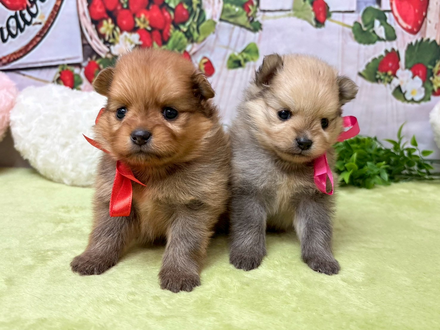 赤ちゃん写真2-3